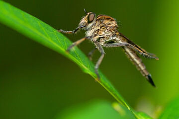 Robber fly on the branch looking for prey