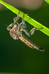 Robber fly on the branch looking for prey