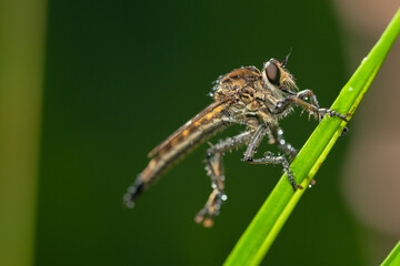 Robber fly on the branch looking for prey