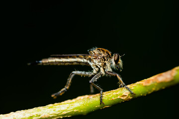 Robber fly on the branch looking for prey