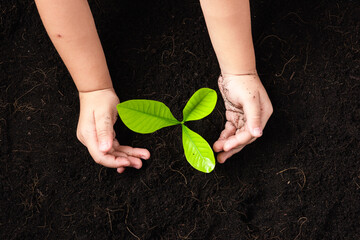 Top view of a green little seedling young tree in black soil on child's hands he is planting,...
