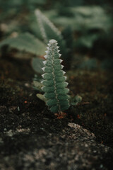 textura natural de un helecho