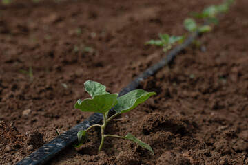 healthy and strong agriculture and heip everyone not get sick easily
