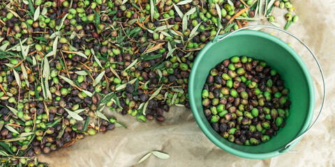 Olives picking from plants during harvesting, green, black, beating to obtain extra virgin oil.