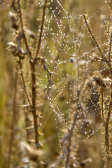 dew drops on the web 