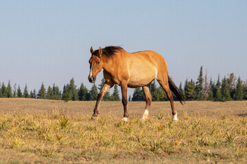 Pregnant dun colored wild horse mare in the western United States