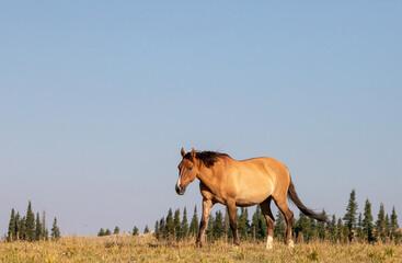 Pregnant dun colored Wild Horse mare in the western United States