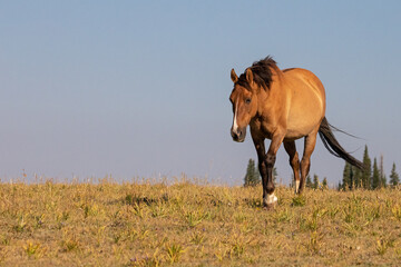 Pregnant dun colored Wild Horse mare in the Pryor Mountains Wild Horse Range on the border of...