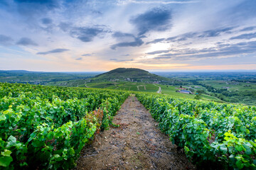 Fototapeta na wymiar Le Mont Brouilly et vignes au lever du jour, Beaujolais, France