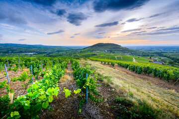 Fototapeta na wymiar Le Mont Brouilly et vignes au lever du jour, Beaujolais, France