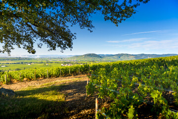 Fototapeta na wymiar Le vignoble de Morgon et Le Mont Brouilly, Beaujolais, France