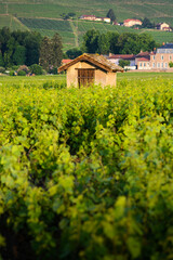 Cadole du Beaujolais au milieu des vignes, France