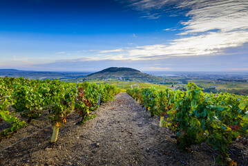Fototapeta na wymiar Vue sur le Mont Brouilly et les vignes du Beaujolais, France