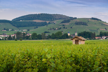 Cadole du Beaujolais au pied du Mont Brouilly, Beaujolais, France
