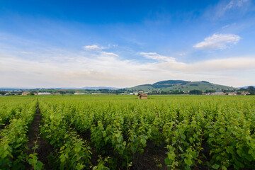 Fototapeta na wymiar Cadole du Beaujolais au milieu des vignes, France