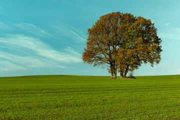 Fototapeta na wymiar An isolated tree grows alone in the field.Autumn, sunny day, some white clouds in the blue sky, the leaves on the tree have fall colors. 