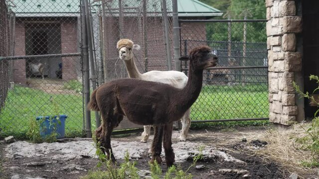 Black and white llamas locked in a cage in captivity eating grass