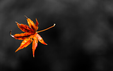 Closeup of an autumn maple leaf against a dark background. 