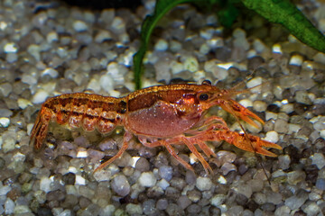 Dwarf orange crayfish (Cambarellus patzcuarensis) in a freshwater aquarium.