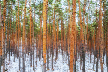 Fototapeta na wymiar Winter pine forest. Side view of snow-covered pine trees. Beautiful winter forest landscape.