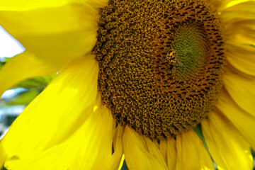 sunflower close up