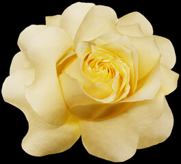 Yellow  rose  flower  on black  isolated background with clipping path. Closeup. Flower on a green stem. Nature.