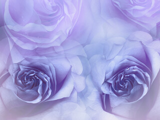 Flowers  purple  roses. Floral  spring  background. Petals roses.   Close-up.  Nature.