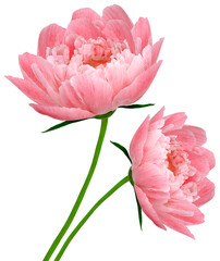 Pink peonies  flowers   on white isolated background. Closeup. For design. Nature.