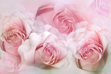 Light   pink roses flowers. Floral background. Greeting card. Nature.	
