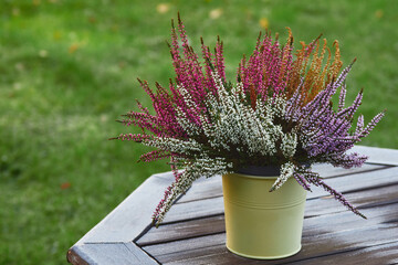 Multicolored calluna on the garden table: blurred background, frost, autumn flowers.