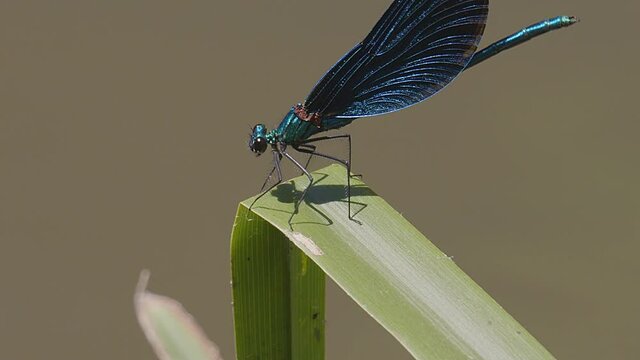 A male Beautiful Demoiselle damselfly (Calopteryx virgo) lands on a leaf over a stream.