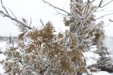 snow covered tree