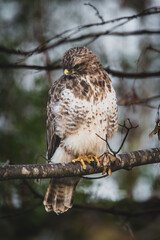 Buzzard