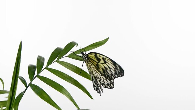 Slow motion paper kite butterfly flapping wings on green leaf isolated on white