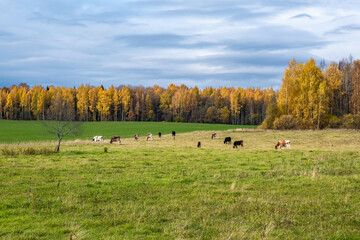 A herd of cows grazing in a field on an autumn cloudy day.