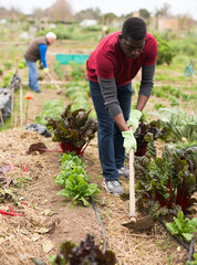 African-American man working soil at his smallholding, hoeing between vegetable seedlings..