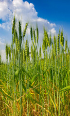 green wheat field and sunny day