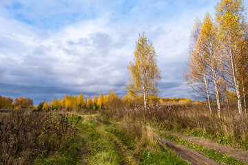 Beautiful autumn landscape with a rural road and trees with yellow leaves.