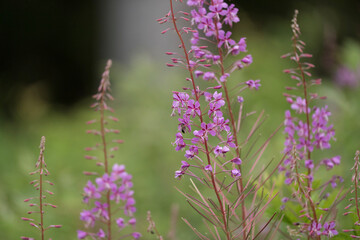 flowers in the field