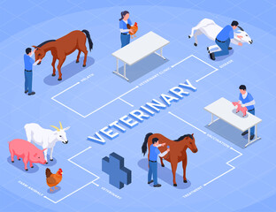 Farm Animals Veterinary Isometric Flowchart
