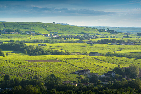 Plateau viticole du Morgon, Beaujolais, France