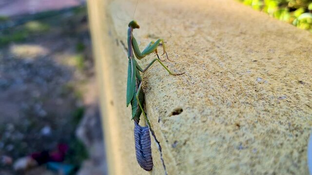 An egg-laying green mantis on a garden wall. She gently spins her egg case