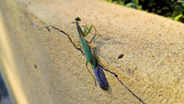 An egg-laying green mantis on a garden wall. She gently spins her egg case