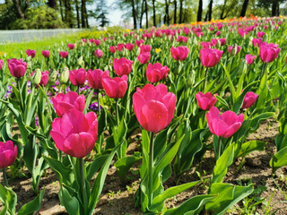 A large flowerbed with lilac tulips on a sunny spring day against the background of trees. The festival of tulips on Elagin Island in St. Petersburg.
