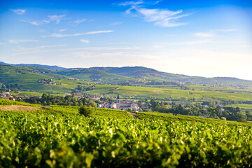Fototapeta na wymiar Paysage et vignobles du Beaujolais, Fleurie Chiroubles et Villié-Morgon, France