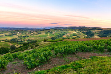 Fototapeta na wymiar After the sunset, vineyards of Beaujolais, France