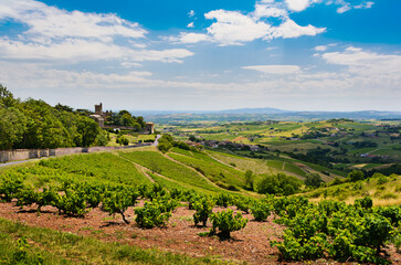 Fototapeta na wymiar Montmelas castle and vineyard