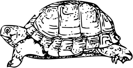 Turtle vector illustration in black and white