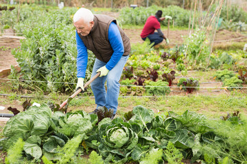 Senior man horticulturist with mattock working with cabbage in garden outdoor