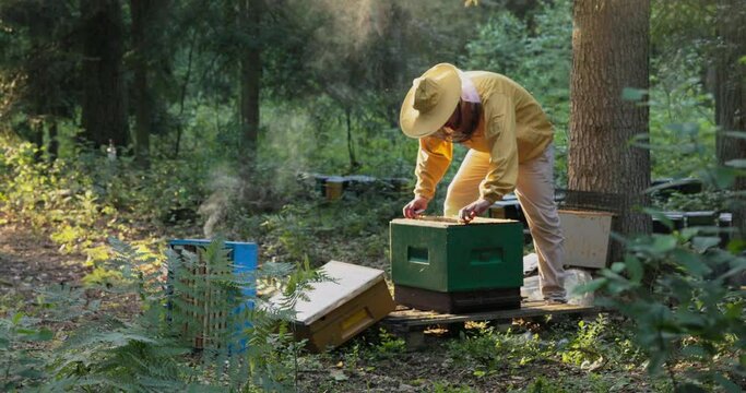 Morning dawns, the sun rises in the forest, man dressed in yellow protective suit is tending bees, he takes out a frame with wax where honey is made, white smoke flies by to calm the insects
